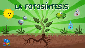 Vídeo educativo: La Fotosíntesis. ¿Cómo se alimentan las plantas?